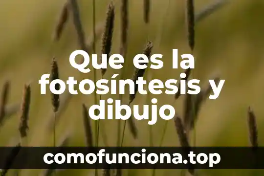 Que es la fotosintesis solo el nombre 6 Que es la fotosíntesis y dibujo