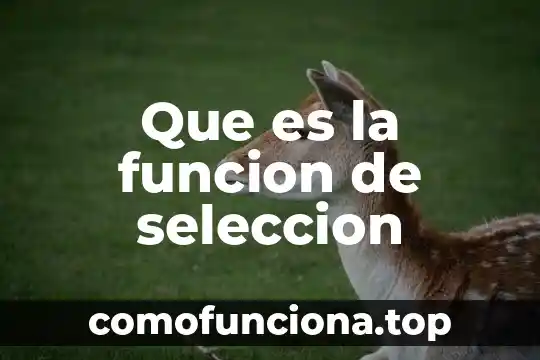 Se pone conexión que es un número 6 Que es la funcion de seleccion
