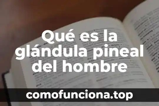 Que es para ti ser hombre o mujer 7 Qué es la glándula pineal del hombre