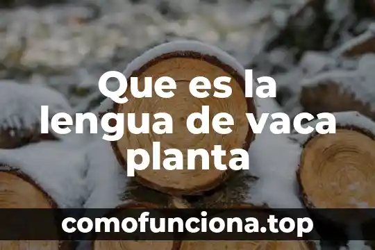 Qué es una anemona planta 8 Que es la lengua de vaca planta