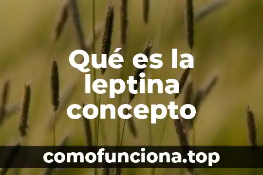 Qué es el concepto minimalista 6 Qué es la leptina concepto