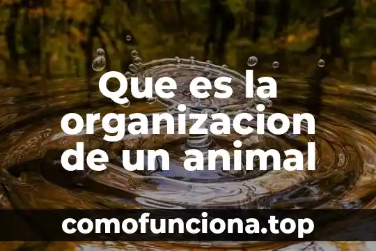 Que es organizacion estuatitario 7 Que es la organizacion de un animal