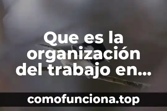 Que es la organizacion de un animal 3 Que es la organización del trabajo en el aula