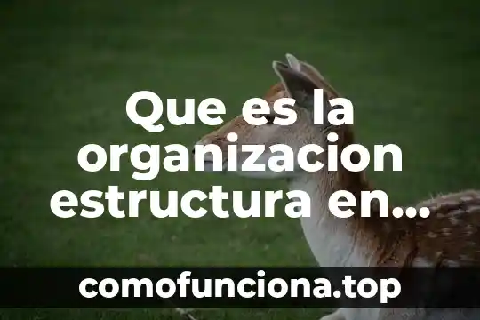 Que es la organizacion de un animal 4 Que es la organizacion estructura en una empresa