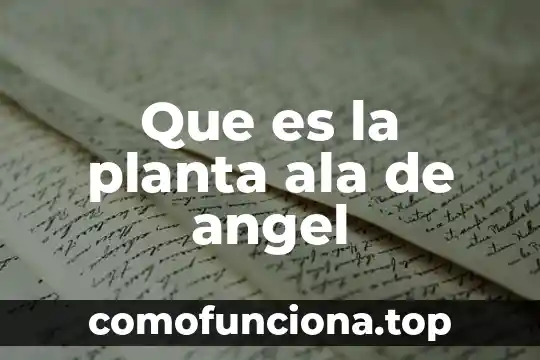 Que es webcindario yahoo 5 Que es la planta ala de angel