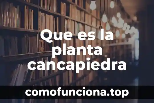 Que es una planta balanceada 8 Que es la planta cancapiedra