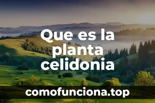 Que es la chigualcan planta 5 Que es la planta celidonia
