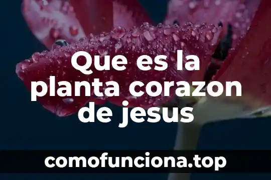 Por que es importante conectarse con jesus 4 Que es la planta corazon de jesus