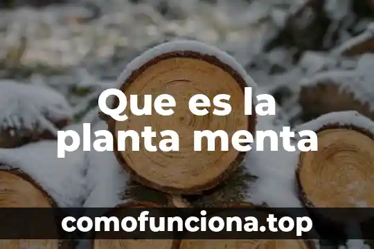 Que es la yemula de una planta 8 Que es la planta menta