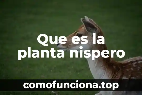 Que es una planta de tratamiento compactada 5 Que es la planta nispero