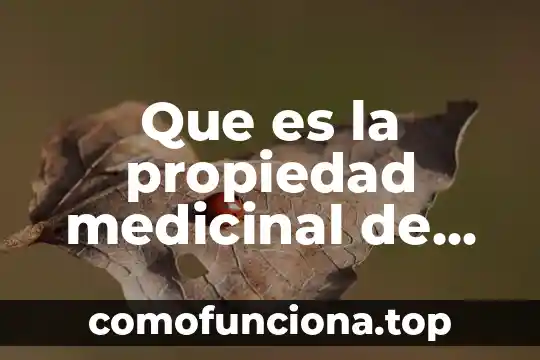 Kalanchoe planta medicinal que es 4 Que es la propiedad medicinal de hierbabuena