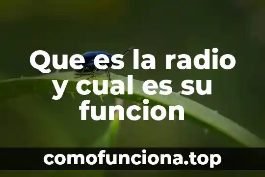 Tipos de carbohidratos función y qué es en producción animal 5 Que es la radio y cual es su funcion