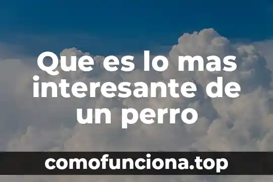 ¿Qué es más guardián perro o perra? 3 Que es lo mas interesante de un perro