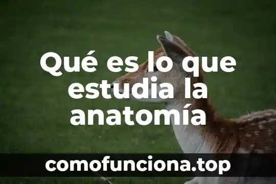 Que es movimiento anatomia 3 Qué es lo que estudia la anatomía