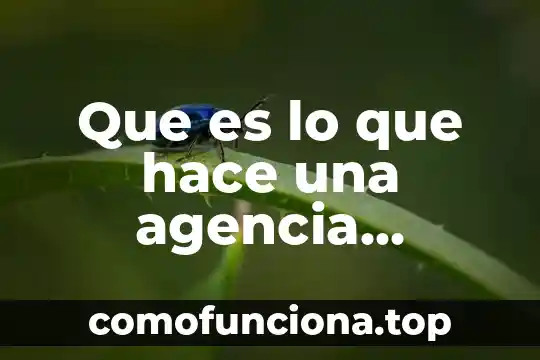 Agencia internacional de energia que es 5 Que es lo que hace una agencia aduanal