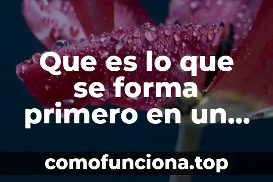 Que es la suma para niños de primero de primaria 5 Que es lo que se forma primero en un feto