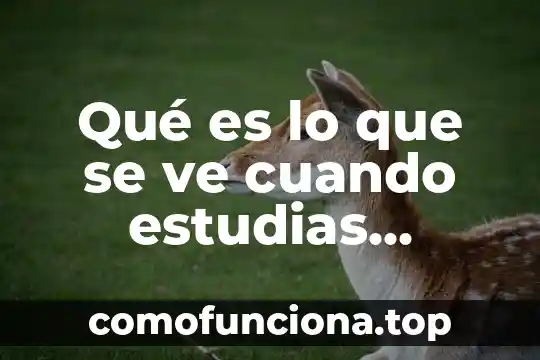Que es lo politica en relaciones internacionales 5 Qué es lo que se ve cuando estudias relaciones internacionales