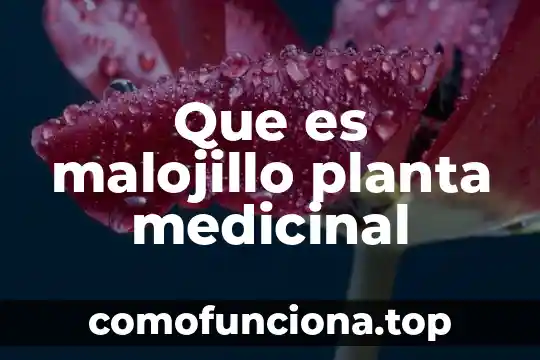 Kalanchoe planta medicinal que es 3 Que es malojillo planta medicinal
