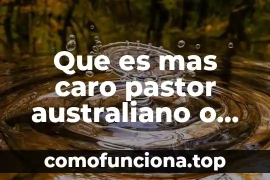 Que es mas caro el onix o el granito 5 Que es mas caro pastor australiano o border collie