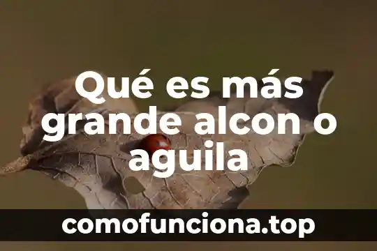Qué es introducción explica más fácil 4 Qué es más grande alcon o aguila