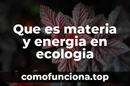 Que es el flujo de energia ecologia 4 Que es materia y energia en ecologia