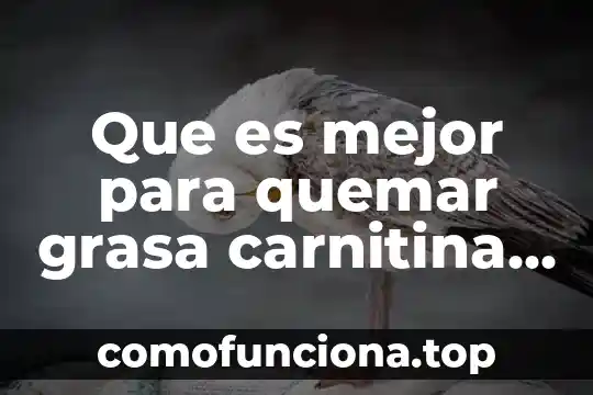Que es grasa no solida 6 Que es mejor para quemar grasa carnitina o quemador