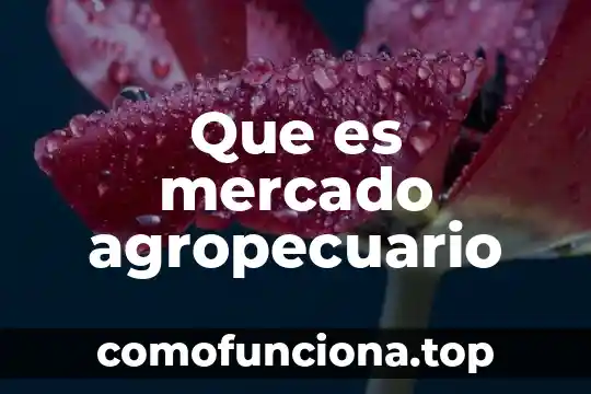 Que es y cual es la funcion del falange proximal 6 Que es mercado agropecuario