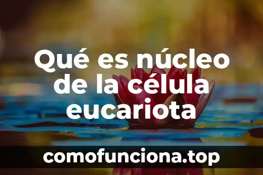 Que es una celula eucariota animal funciones y caracteristicas 8 Qué es núcleo de la célula eucariota