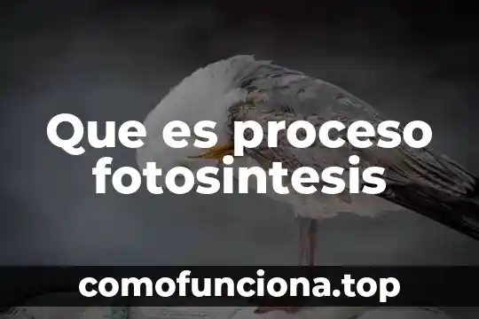 Que es la fotosintesis solo el nombre 4 Que es proceso fotosintesis