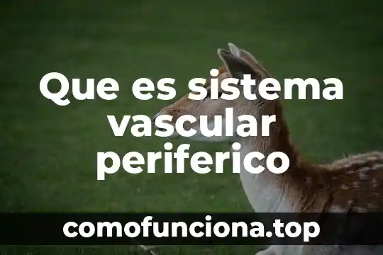 Que es sistema iu de google chrome 5 Que es sistema vascular periferico