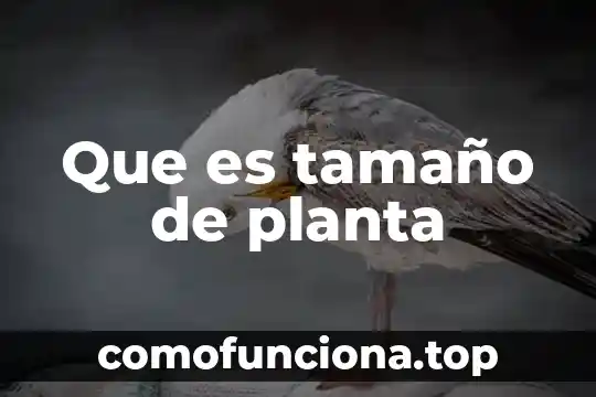 Chaparal planta que es 4 Que es tamaño de planta