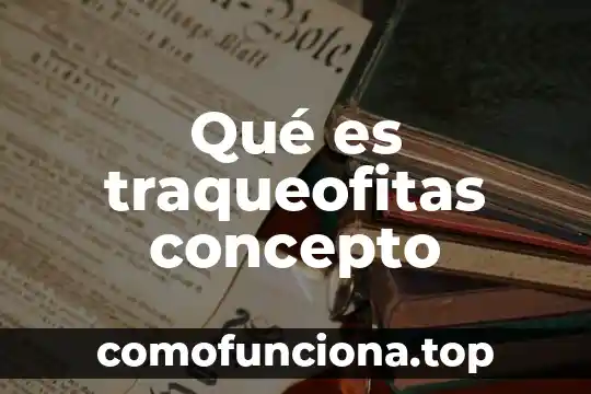 Qué es un segmento rectilíneo concepto 7 Qué es traqueofitas concepto