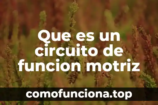 Tipos de carbohidratos función y qué es en producción animal 3 Que es un circuito de funcion motriz