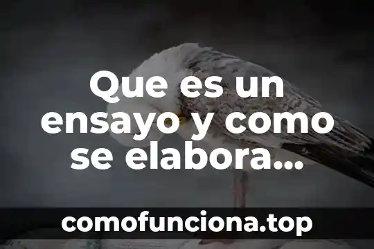 Que es una grafica circular y como se elabora 5 Que es un ensayo y como se elabora derecho
