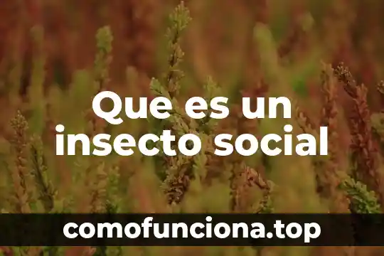 Que es un drogadicto social 8 Que es un insecto social