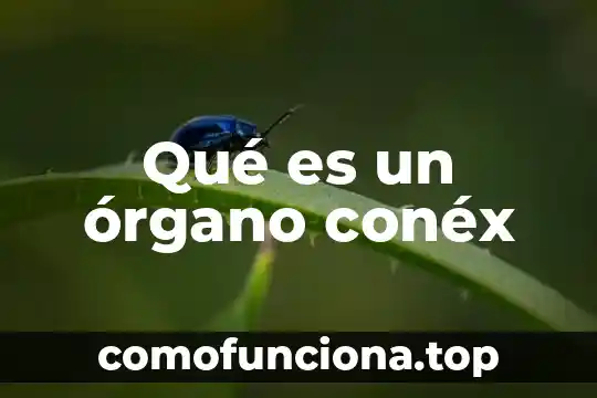 Qué es el órgano del ser humano 4 Qué es un órgano conéx