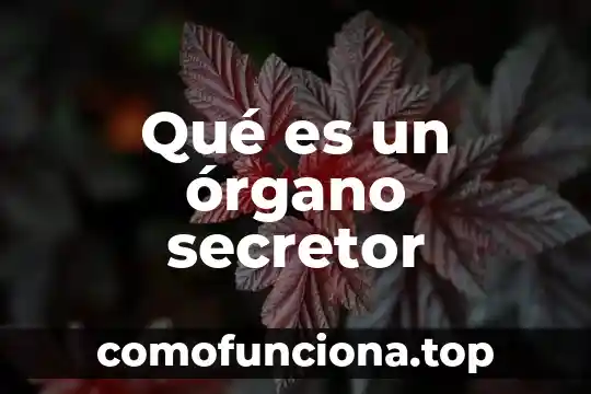 Qué es el órgano definición 3 Qué es un órgano secretor