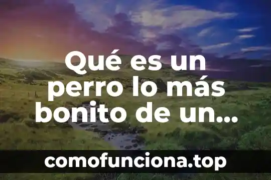 Que es lo mas interesante de un perro 6 Qué es un perro lo más bonito de un perro