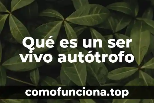 Que es ser un ser vivo 8 Qué es un ser vivo autótrofo