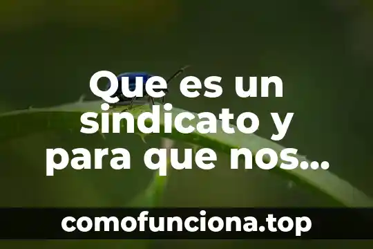 Que es la libertad que nos garantiza la ley 3 Que es un sindicato y para que nos sirve