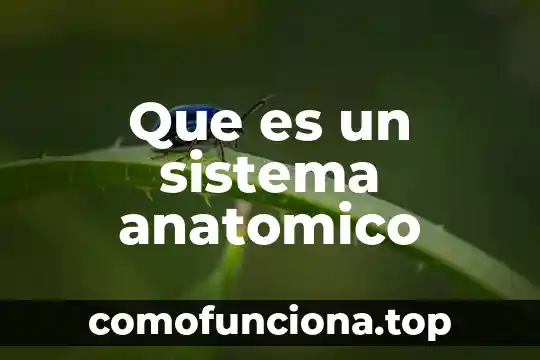 Que es sistema iu de google chrome 3 Que es un sistema anatomico