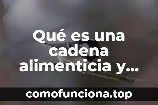 Que es conocimiento intuitivo diccionario 5 Qué es una cadena alimenticia y sus características
