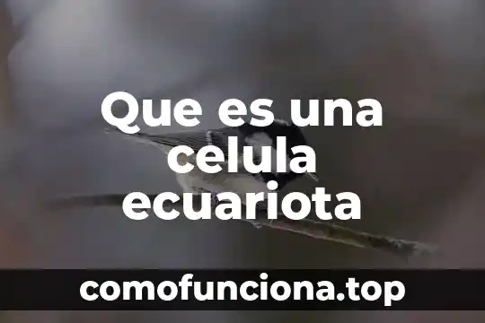 Qué es el centiolos de la célula animal 3 Que es una celula ecuariota