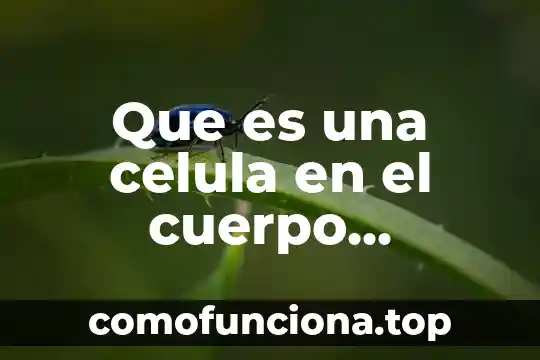 Qué es el ser humano para niños 7 Que es una celula en el cuerpo humano
