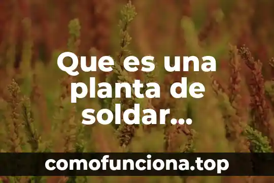 Que es la planta cancapiedra 4 Que es una planta de soldar inversora