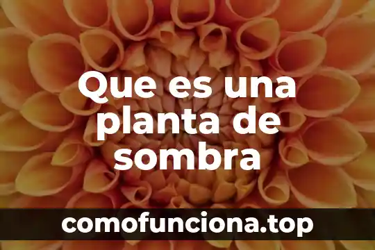 Que es fem en fisica formula 8 Que es una planta de sombra
