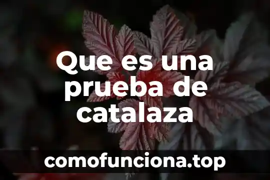 En la filosofía que es eficiente 6 Que es una prueba de catalaza