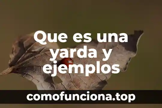 Que es la solidaridad en la sociedad ejemplos 7 Que es una yarda y ejemplos