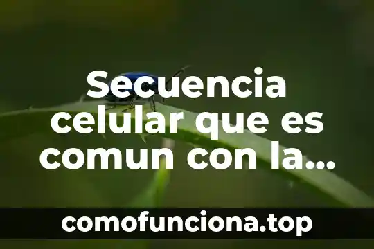 Qué es la teoría celular postulados 5 Secuencia celular que es comun con la eucarita