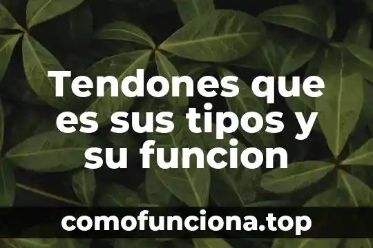 Que es el teatro griego y sus partes 7 Tendones que es sus tipos y su funcion